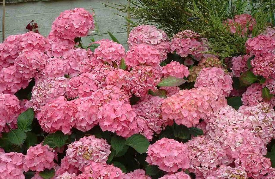 Foto: Hortenzie velkolist�