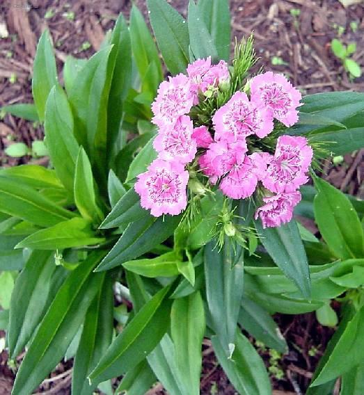 Fotky: Hvozdik bradat� (foto, obrazky)