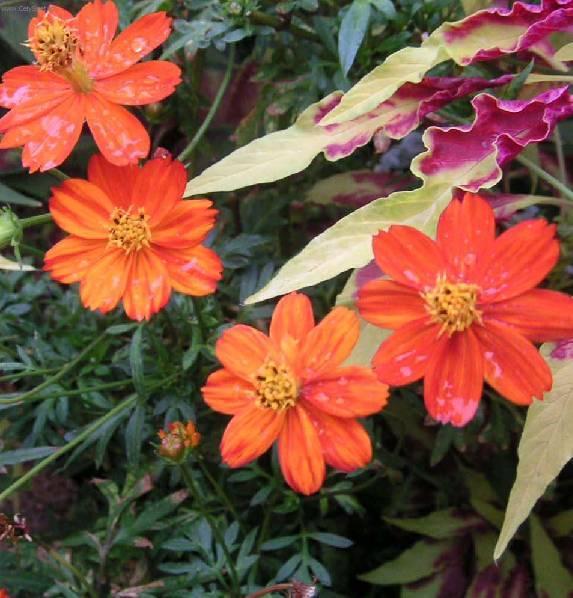 Foto: Hvozdik bradat�