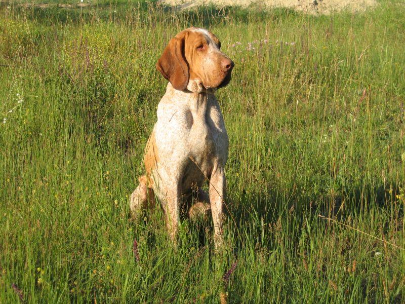 Foto: Italsk� oha�-Cornetto Compatriota Di Bonfini