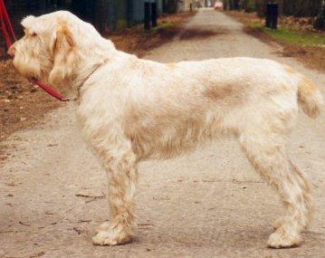 Foto: Italsk� spinone-CHS: Mantenere una Promessa. Majitel: info@spinone.nl