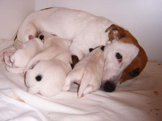 Fotky: Jack Russel�v Teri�r (foto, obrazky)