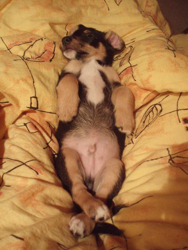 Fotky: Jack Russel�v Teri�r (foto, obrazky)