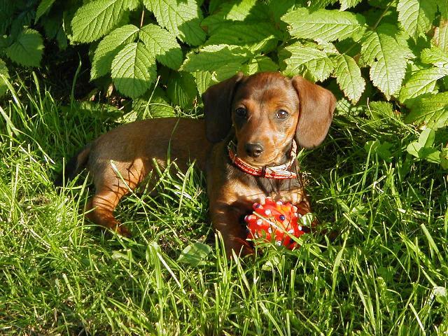 Fotky: Jezev��k (foto, obrazky)