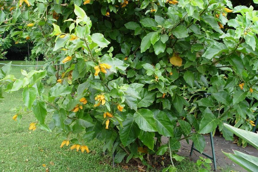 Foto: Juanulloa aurantiaca