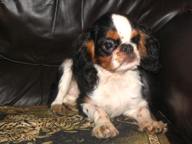 Foto: Kaval�r King Charles �pan�l-Chovatelsk� stanice: KARAJ