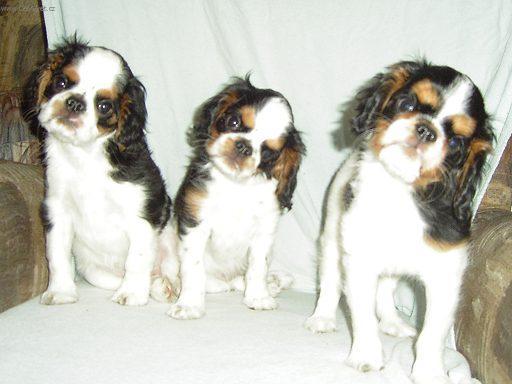 Foto: Kaval�r King Charles �pan�l-Chovatelsk� stanice: KARAJ