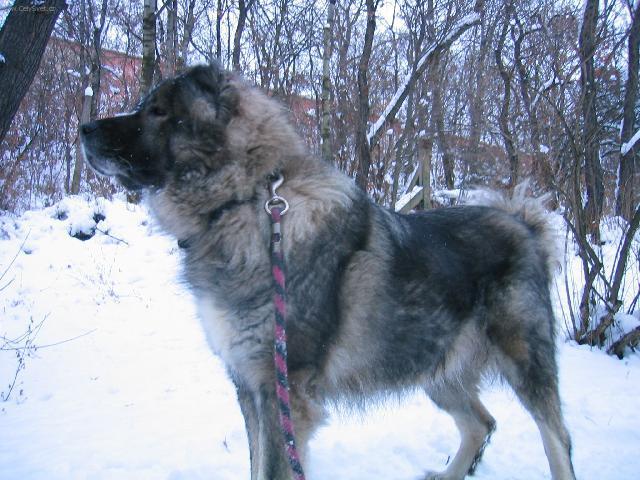 Foto: Kavkazsk� pasteveck� pes-Kavkazanka B�ra.