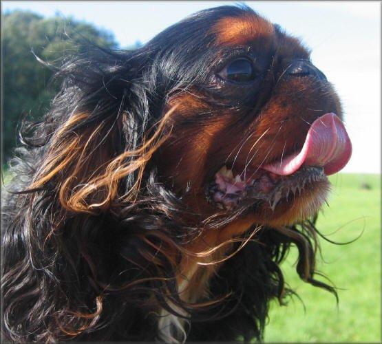 Fotky: King Charles �pan�l (foto, obrazky)