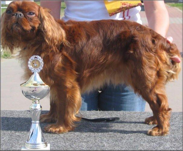 Fotky: King Charles �pan�l (foto, obrazky)