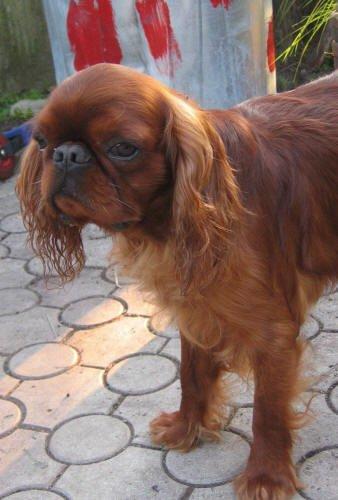 Fotky: King Charles �pan�l (foto, obrazky)