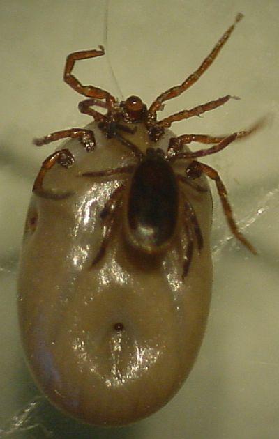 Foto: Kl횝ata a Boreli�za