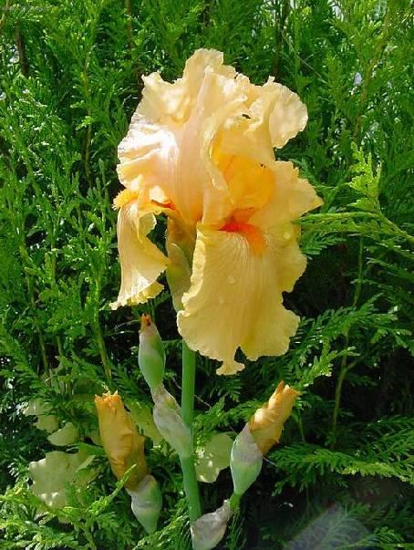 Foto: Kosatec n�zk�