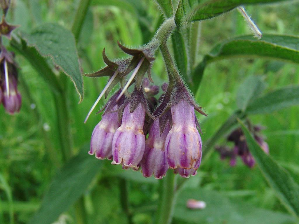 Foto: Kostival L�ka�sk�