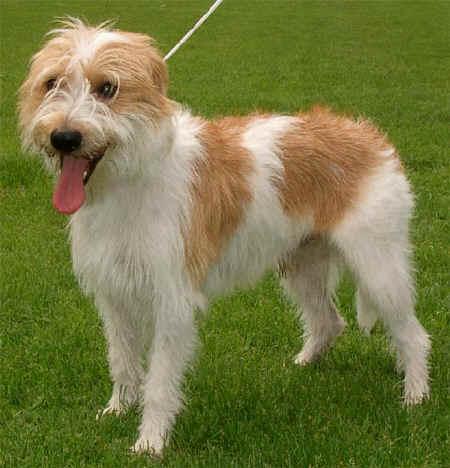 Foto: Kromfohrl�nder (192)