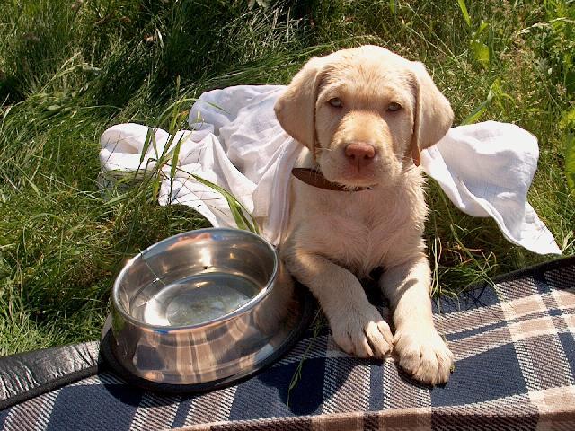 Foto: Labradorsk� retr�vr-N� Mat�j. Majitelka: ��rka
