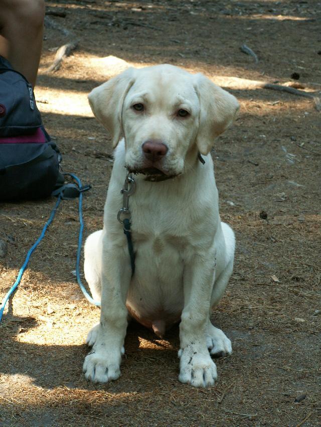 Foto: Labradorsk� retr�vr-N� Mat�j. Majitelka: ��rka