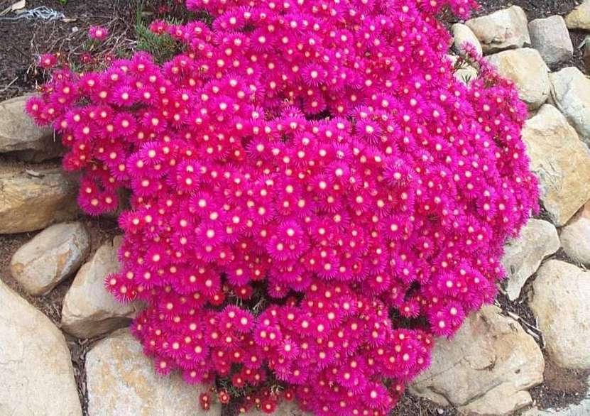 Foto: Lampranthus