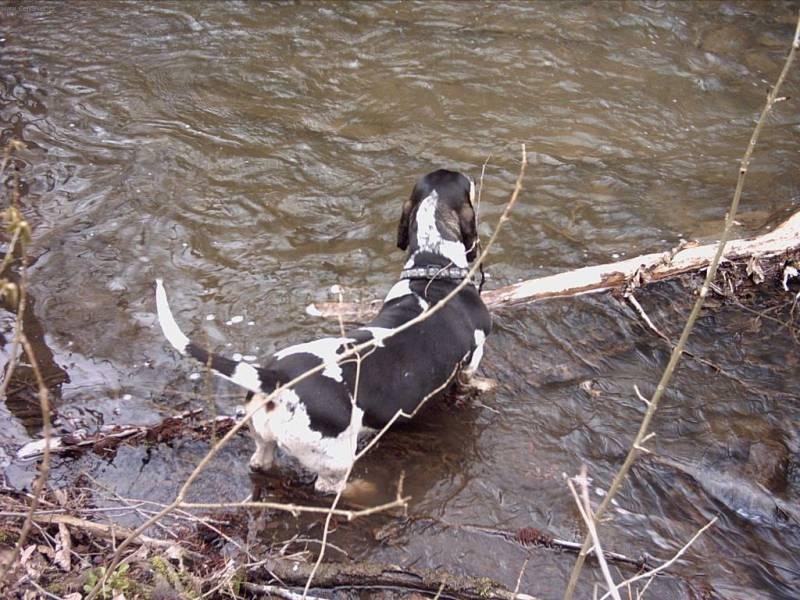 Fotky: Modr� gasko�sk� baset (foto, obrazky)