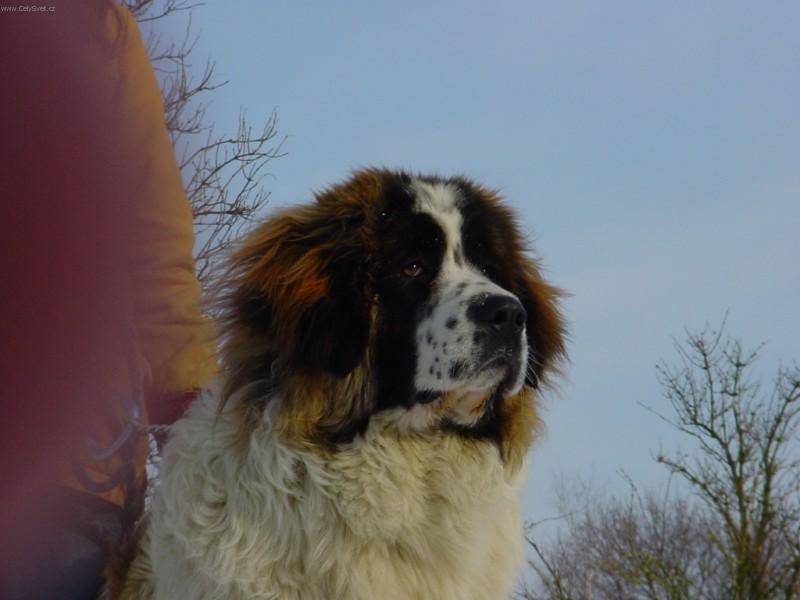 Foto: Moskevsk� str�n� pes-RIMA -IMPORT POLSKO. Majitelka: Jana Zemanov�. CHS: Rusk� medv�d