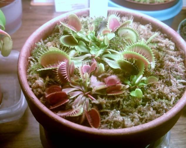 Foto: Mucholapka podivn�