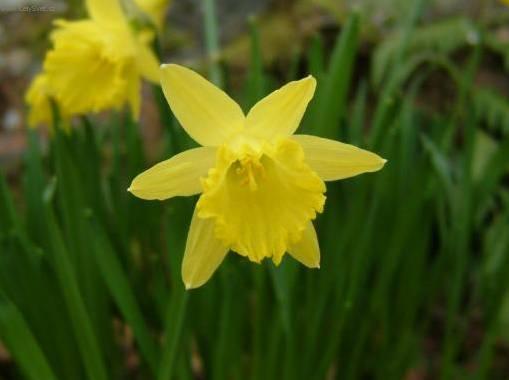 Foto: Narcis