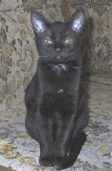 Fotky: N�meck� rex (foto, obrazky)