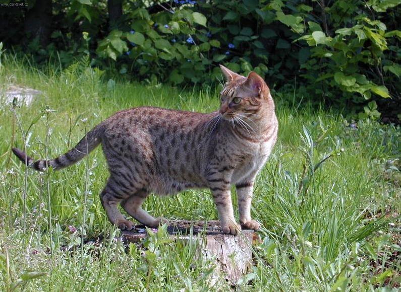 Fotky: Ocicat ko�ka (foto, obrazky)