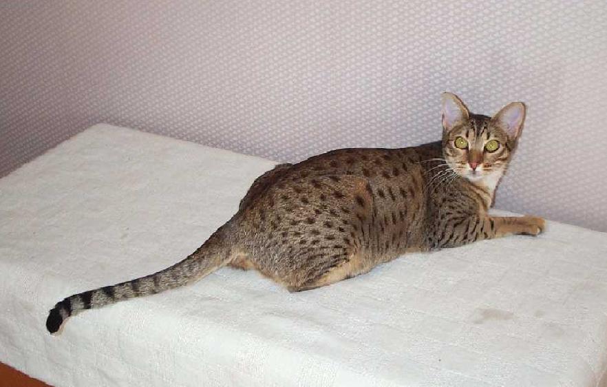 Foto: Ocicat ko�ka