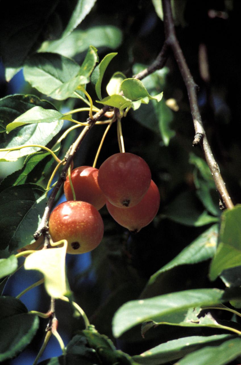 Foto: Ovocn� stromy