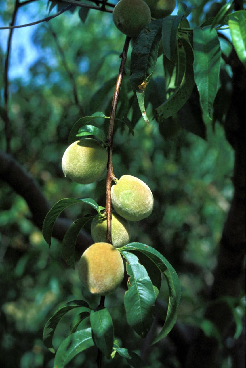 Foto: Ovocn� stromy