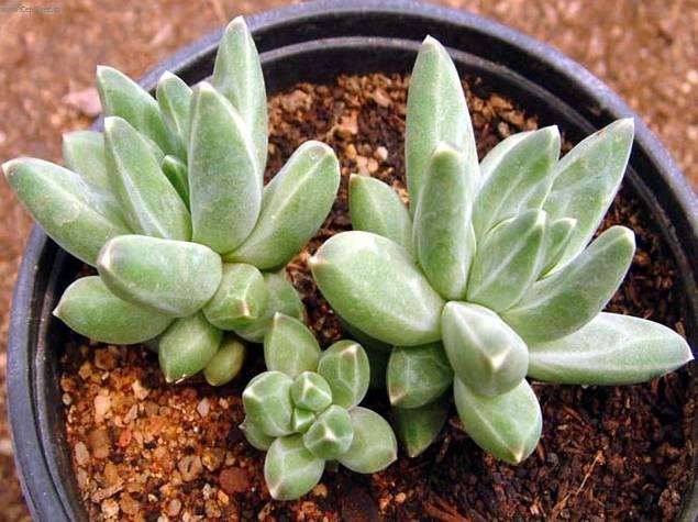Foto: Pachyphytum