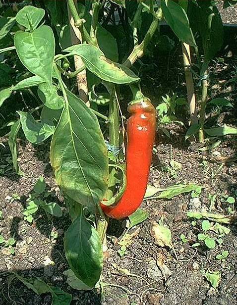 Foto: Paprika ro�n�