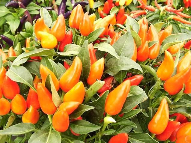 Foto: Paprika ro�n�