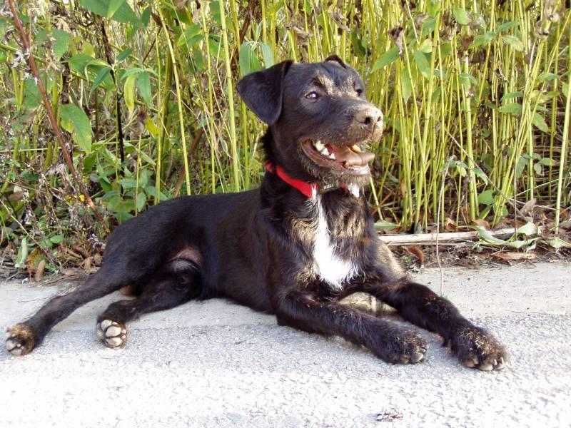 Fotky: Patterdale teri�r (foto, obrazky)