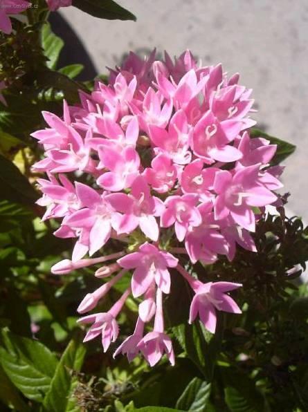 Foto: Pentas, p�tkovec