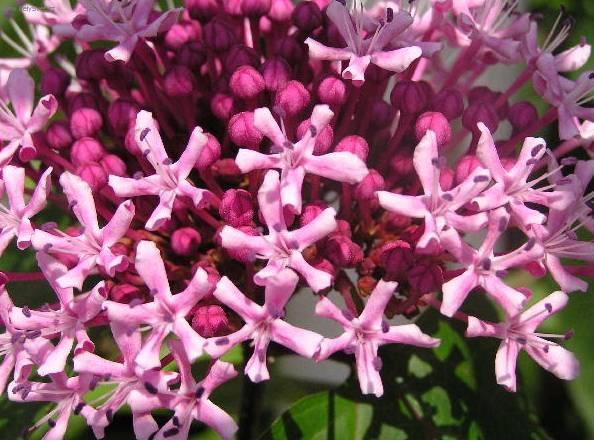 Fotky: Pentas, p�tkovec (foto, obrazky)