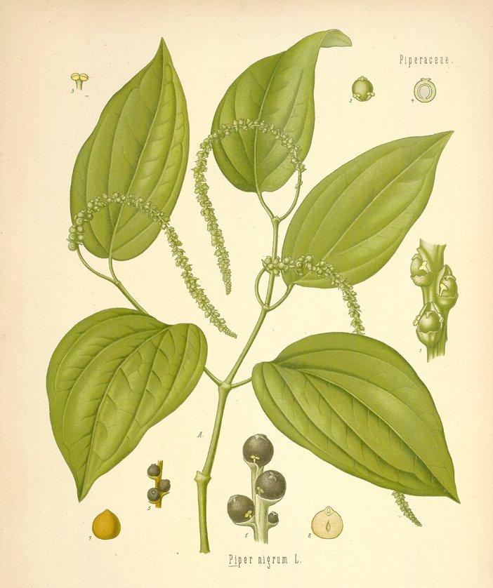 Foto: Pep�ovn�k-Piper nigrum