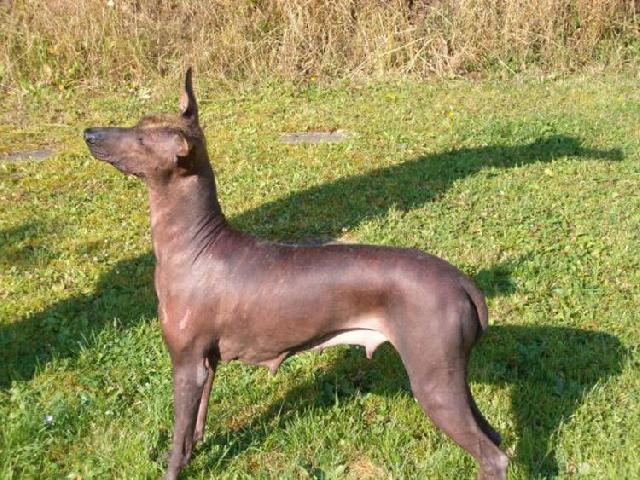 Foto: Peruvian Inca Orchid-Peru�nsk� nah�� velk�. CHS NORT BRUN