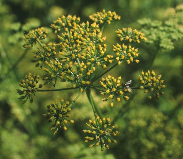 Foto: Petr�el Kade�av�