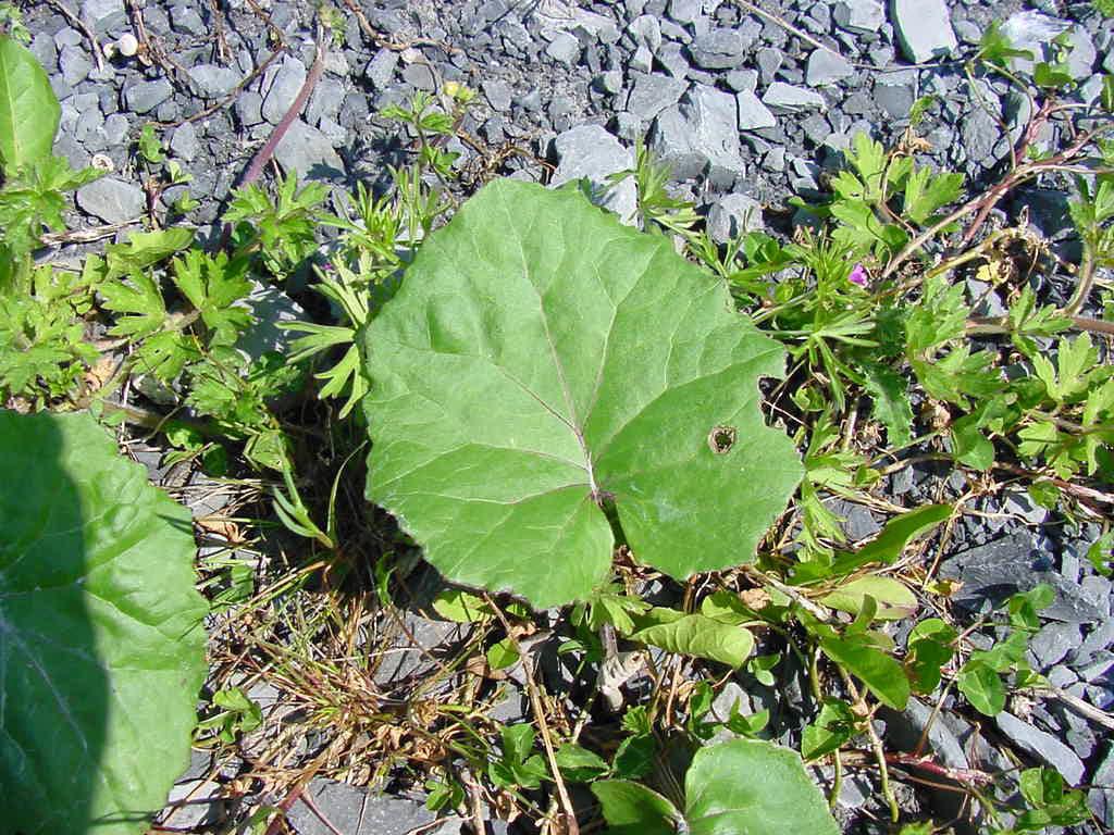 Foto: Podb�l L�ka�sk�