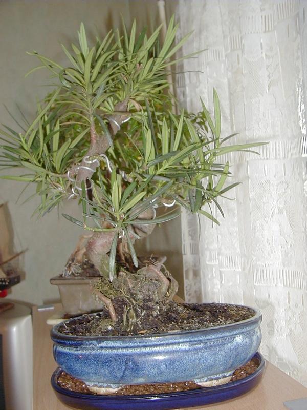 Foto: Podocarpus