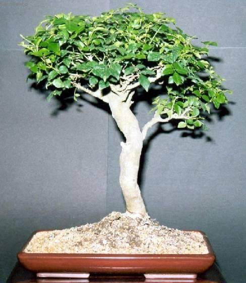 Foto: Pokojov� jasan