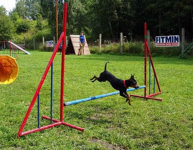 Foto: Pra�sk� krysa��k-Chovatelsk� stanice NERMIN