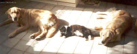 Fotky: Ps� modlitba, ps� z�kony, pravidla (foto, obrazky)