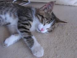 Fotky: Puzzle online: Ko�ky 5 (foto, obrazky)