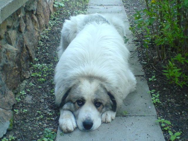 Fotky: Pyrenejsk� horsk� pes (foto, obrazky)