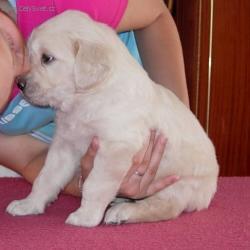 Fotky: Rady chovatel�m ps� (foto, obrazky)