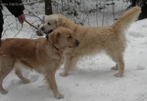 Foto: Rady chovatel�m ps�