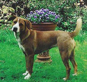 Fotky: Rakousk� kr�tkosrst� pin� (foto, obrazky)